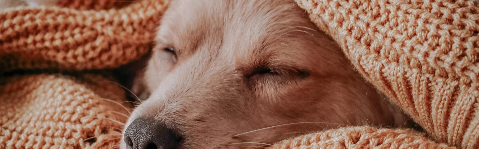 Een hond slaapt onder een gebreide deken