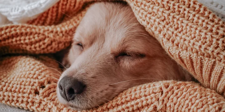 Een hond slaapt onder een gebreide deken