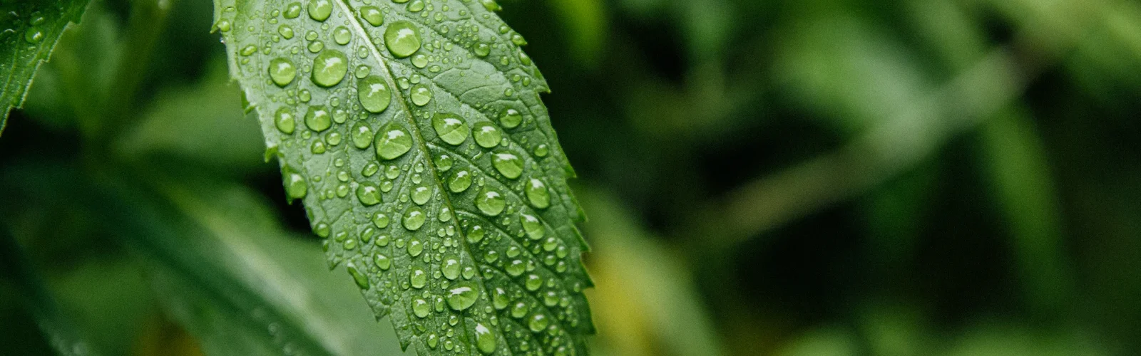 Een groot groen blad van dichtbij, met een waterdruppel in het midden