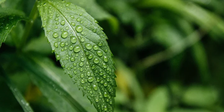 Een groot groen blad van dichtbij, met een waterdruppel in het midden
