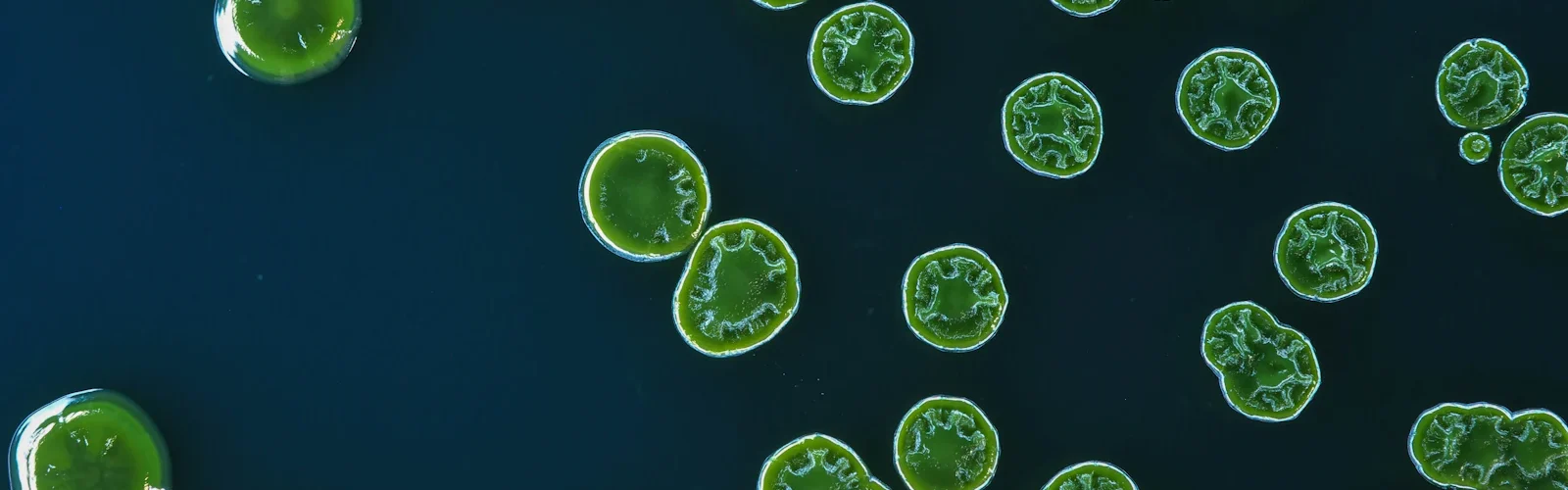 Kleine groene druppels drijvend op een donkerblauw wateroppervlak, van dichtbij
