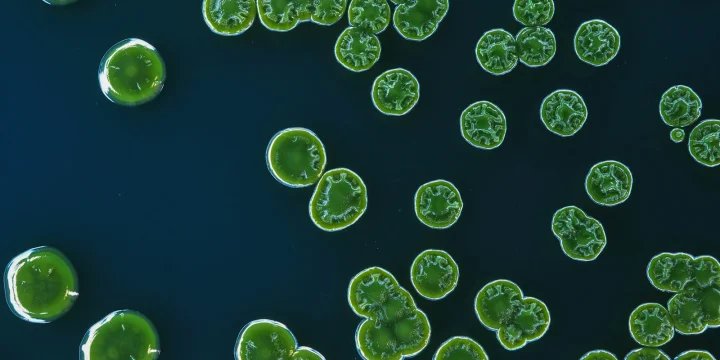 Kleine groene druppels drijvend op een donkerblauw wateroppervlak, van dichtbij