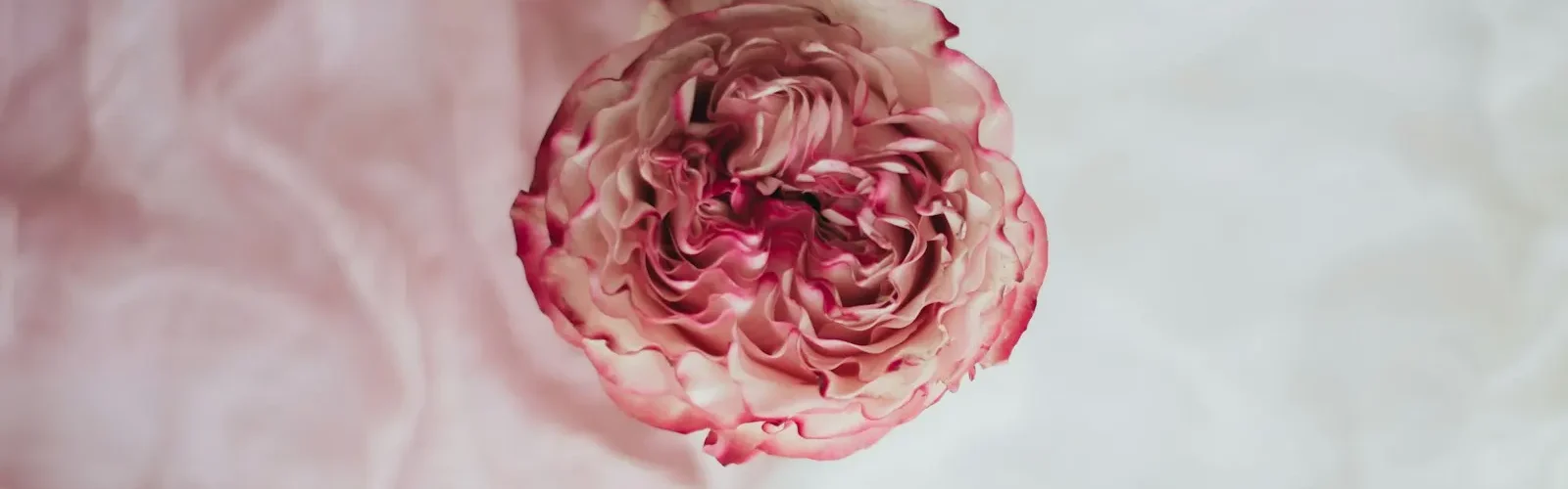 Een roze roos op een witte lap stof