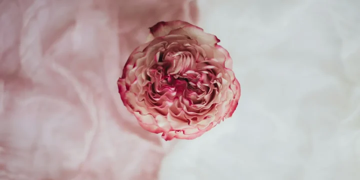 Een roze roos op een witte lap stof